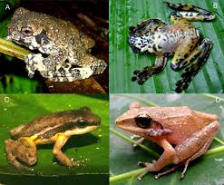 Image result for Strabomantis anatipes