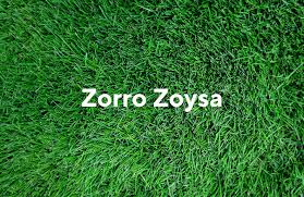 So if you say you do get the six or seven hours of direct sunlight in an area, i am always going to point people to the palisades zoysia. Our Top 3 Grasses For Lawns In 2020 Spriggs Brothers