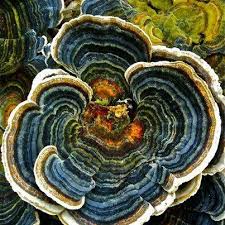This Is Beautiful A Birthday Post Fieldstone Hill Design Patterns In Nature Stuffed Mushrooms Nature Art