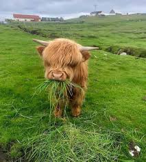 Psbattle Cow Eating Grass Photoshopbattles Cute Animal Photos Fluffy Cows Animals Wild