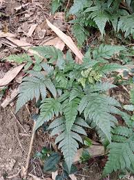 Image result for Tectaria fernandensis