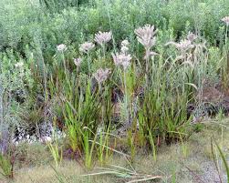 Image result for Caroxylon littoralis