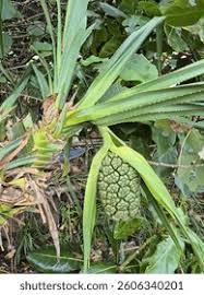 Image result for Pandanaceae