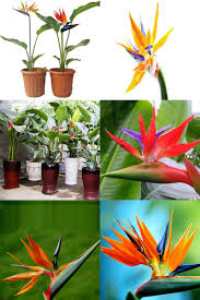 Bird Of Paradise Plant For Sale Near Me Pin On Garden Supplies