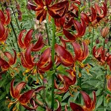 Image result for Lilium martagon `Arabian Night`