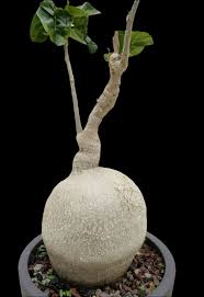 Image result for Pyrenacantha