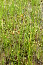 Image result for Schoenoplectus muricinux