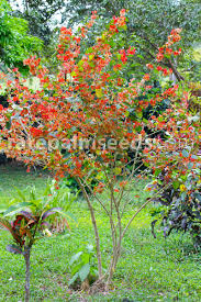 Image result for Holmskioldia