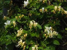 Image result for Lonicera confusa