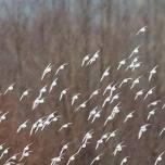 SAS Field Trip - Ankeny National Wildlife Refuge