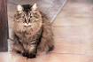 Top 12 Most Expensive Cat Breeds in the World: Ashera vs ...