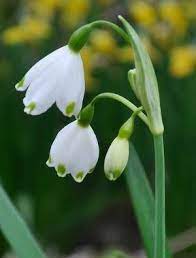 Leucojum Aestivum Claire Austin Bare Root Peonies Wildlife Gardening