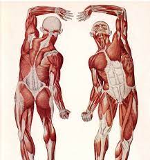 Human torso muscle anatomy medical edition 3d model. Male Muscle Anatomy Cea1 Com Human Body Anatomy Anatomy Drawing Human Body Anatomy Man Anatomy