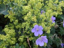 Image result for Alchemilla kiwuensis