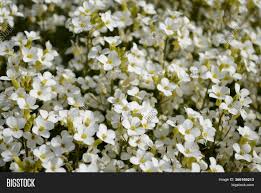 Maybe you would like to learn more about one of these? Petite Snow White Image Photo Free Trial Bigstock