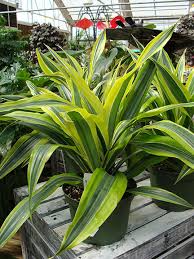 Drying and browning of the lower leaves is common among dracaena. Lemon Lime Dracaena Houseplant Hillermann Nursery Florist