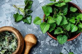 I cut off all the relaxer and i'm now at collar bone length. Stinging Nettle Root For Hair Loss Does It Work 2021 Ultimate Guide