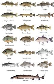 Fish Species Of The St Croix River Walleye Smallmouth