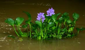 Invasive species are those that are not native to a given ecosystem and are introduced by accident or on purpose. Beautiful But Invasive Floating Plant On The Kinabantagan River In Sabah Malaysia