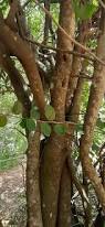 Image result for Elaeodendron transvaalense