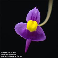 Image result for Wolffiella welwitschii