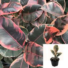 Image result for Ficus elastica