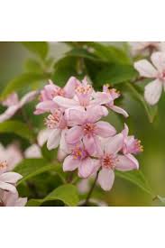 Image result for Deutzia x hybrida ′Mont Rose