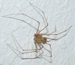 Notable people with the name include: Por Que Voce Nao Deve Matar As Aranhas Que Aparecem Na Sua Casa Revista Galileu Meio Ambiente
