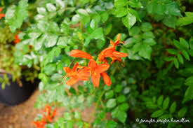 Image result for Tecoma capensis