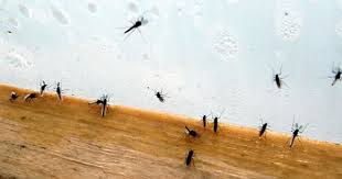 Maybe you would like to learn more about one of these? How To Get Rid Of Gnats Outside
