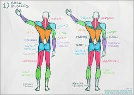 To review the anatomy and biomechanics of the back muscles related to the lumbar spine with relevance for biomechanical modeling. Week 16 Studies
