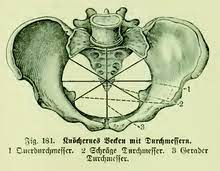 Innere medizin, thieme verlag, 3. Beckenmass Wikipedia