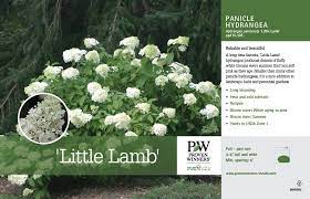 Check spelling or type a new query. Hydrangea Little Lamb Panicle Hydrangea 11x7 Variety Benchcard Proven Winners
