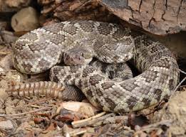 Image result for Envenomation