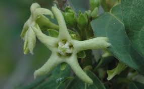 Image result for Marsdenia cynanchoides