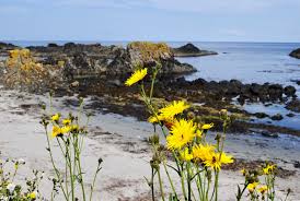 What flowers bloom in spring in ireland. Spring In Ireland All You Need To Know Wilderness Ireland