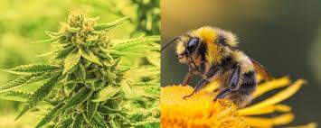Bees are perfectly adapted to pollinate, helping plants grow, breed and produce food. Study Finds Bees Don T Just Love Cannabis It Can Also Help Save Their Dying Populations