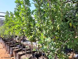 Image result for Rothmannia globosa