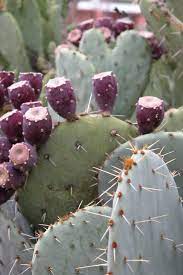 « see the general plant entry for prickly pears (opuntia). Cactaceae Engelmann Prickly Pear Opuntia Engelmannii Var Engelmannii Detail The Portal To Texas History