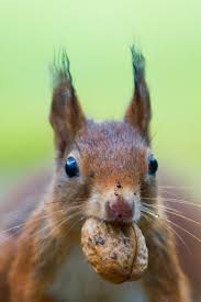 Image result for squirrel poop