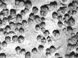 The atlantic ocean has the lowest distribution, with an *corresponding author. Manganese Nodules Uses Facts Ore Alloys Metal