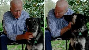 Welcome to dogs for biden 2020! Joe Biden S Dog Major Will Be The First Rescue Dog In The White House And People Are Stoked Glamour