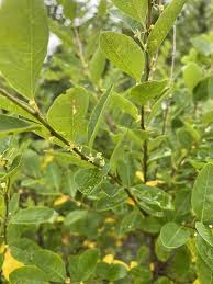 Image result for Seddera suffruticosa