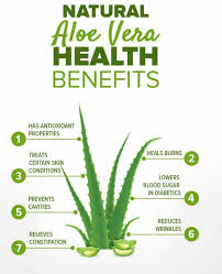 Ultimate Health Benefits Of Using Aloe Vera Longevity
