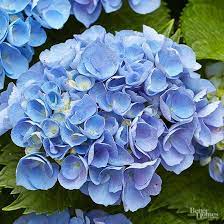 Create An Easy Care Flowering Shrub Garden Blue Flowers Garden Hydrangea Not Blooming Summer Flowers Garden