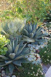 Agaves Echeverias And Palms Low Water Landscaping Low Water Landscaping Front Yard Succulent Garden Design