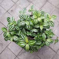 Image result for Lecanthus