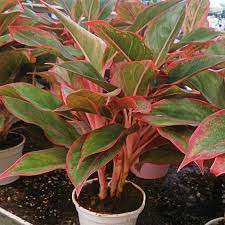 Do this by firmly grasping the stem. Red Chinese Evergreen Plants For Sale Fastgrowingtrees Com