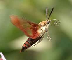 Black And Red Caterpillar With Horn Horn Worms And Hummingbird Moths Hummingbird Moth Moth Hummingbird