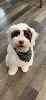 Australian Labradoodle Puppy's First Haircut